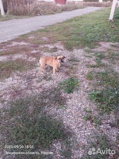 Найден француз