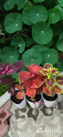 Монстера, колеусы