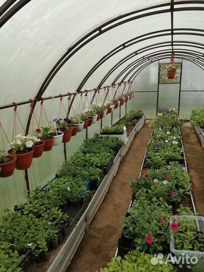 Цветы петунья