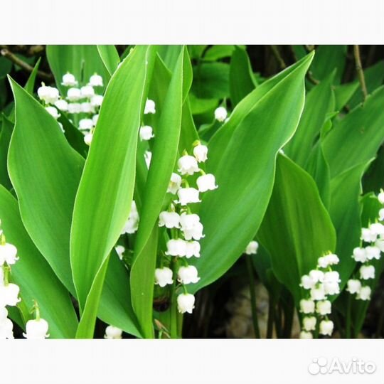 Ландыш майский 5 шт