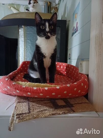 Котик в добрые руки