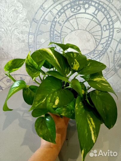 Сциндапсус золотистый