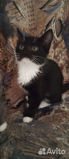 Отдам котят