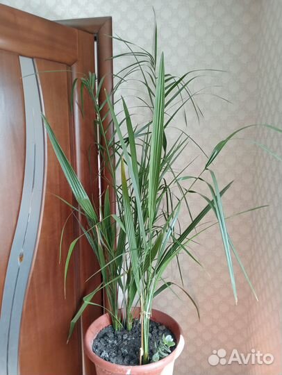 Финиковая пальма