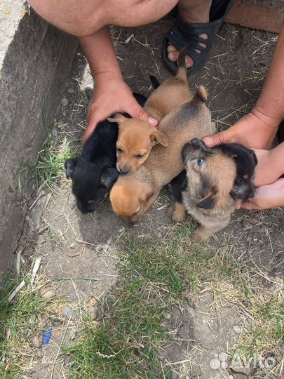 Собака в добрые руки отдам бесплатно