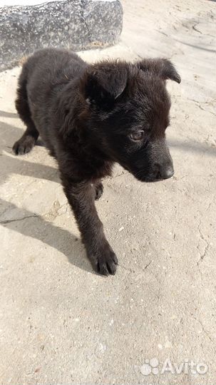 Щенок 1 месяц овчарка