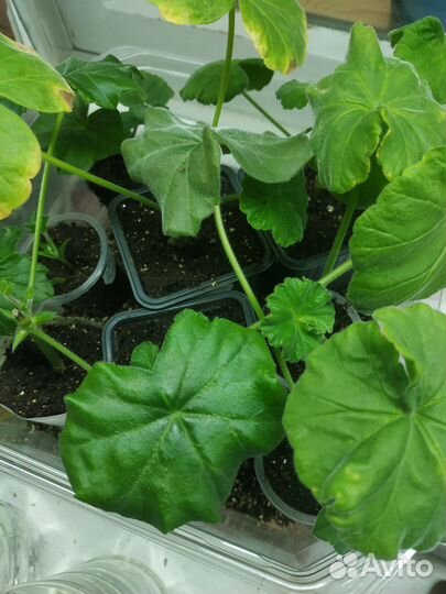 Герань пеларгония плющелистная