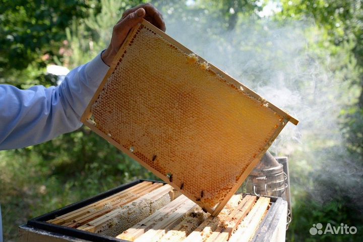 Мед Лесной опт