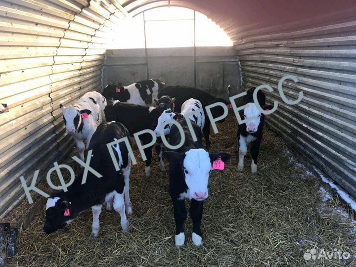 Бычков телята