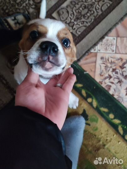 Отдам в добрые руки