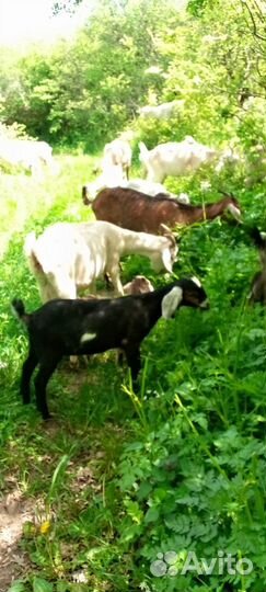 Лечебное Козье Молоко