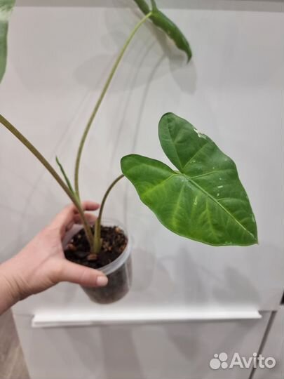 Алоказия Флемингиана взрослое растение