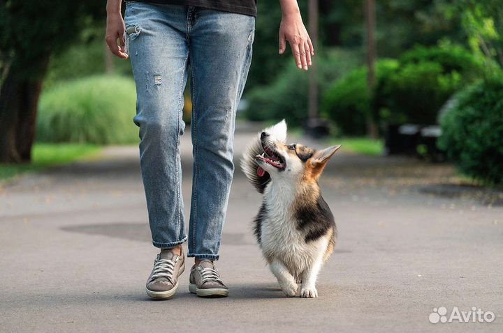 Услуги кинолога