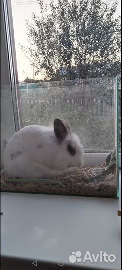 Декоративные кролики