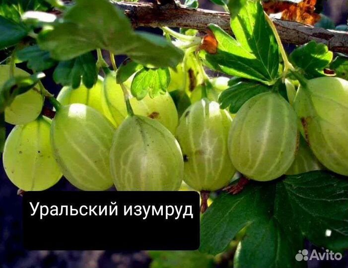 Саженцы крыжовника