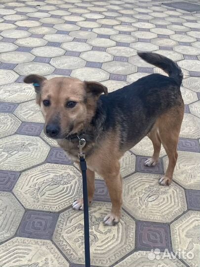 Тобик ищет дом