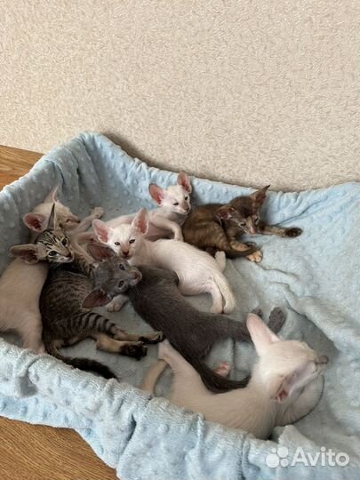 Ориентальные котята