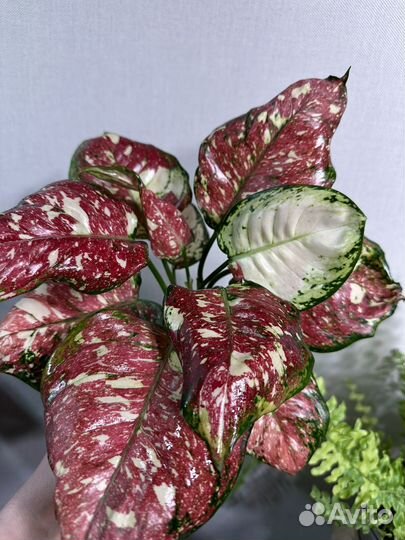 Аглаонема анимани триколор