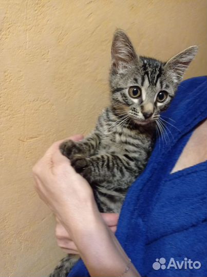 Котёнок Люсси ищет дом