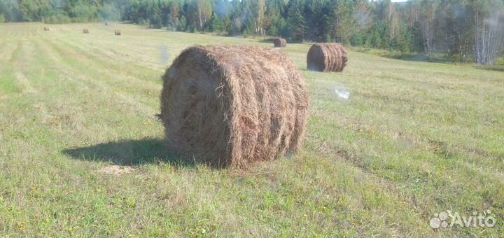 Сено в рулонах 2023
