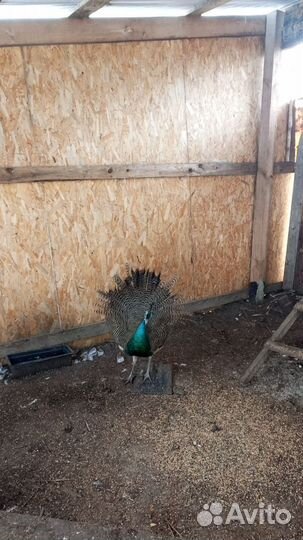 Павлины и перепела