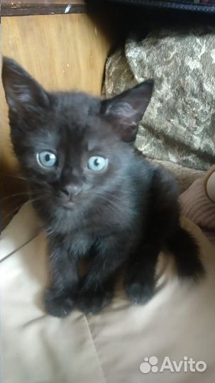 Котятак от сиамской-тайской кошки