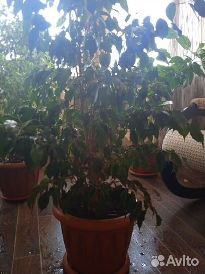 Фикус бенджамина большой
