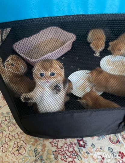 Шотландская