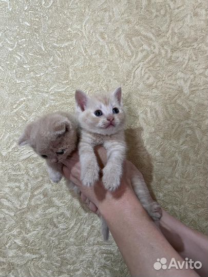 Котята Шотландские