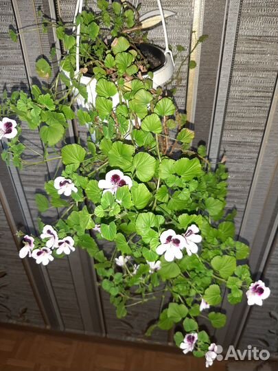 Герань с запахом розы