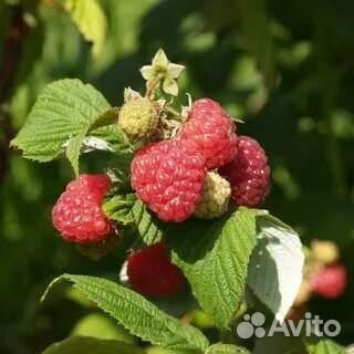 Малина клубника йошта