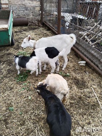 Нубийская дойная коза с козлятами