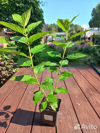 Гортензия метельчатая