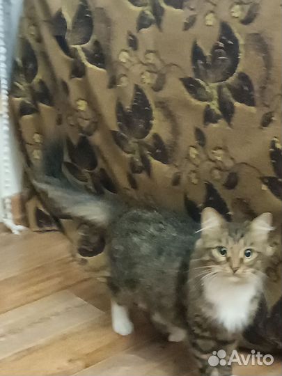 Кошки в добрые руки бесплатно