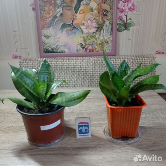 Сансевиерия ханни