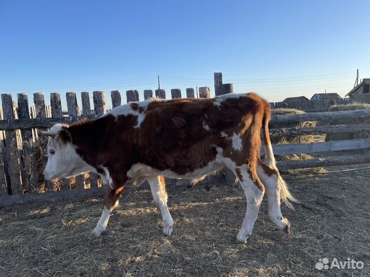 Обменяю быка на мотоцикл Racer Tourist