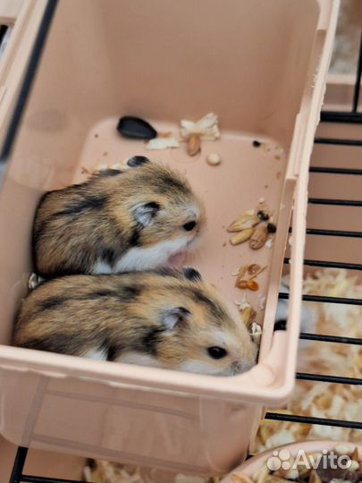 Джунгарский хомяк бесплатно