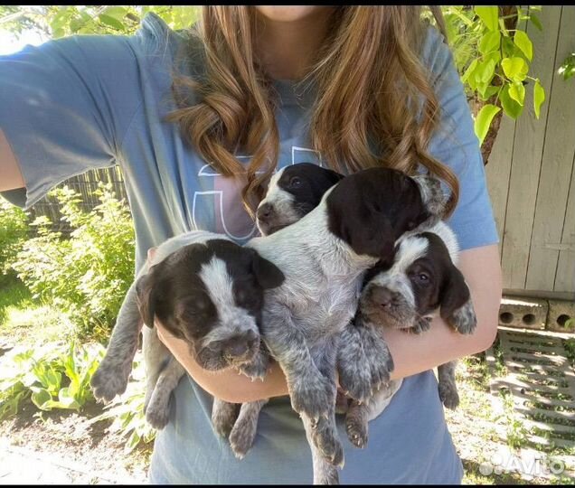 Щенки дратхаара