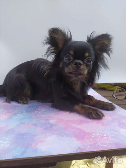 Милашки Чихуашки