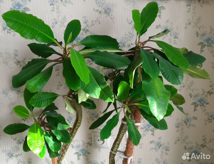 Беложильчатый молочай