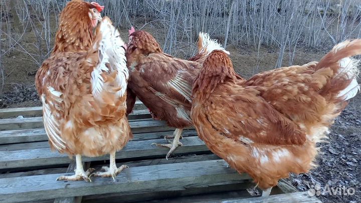 Курочки несушки
