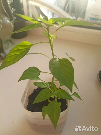 Комнатный перчик