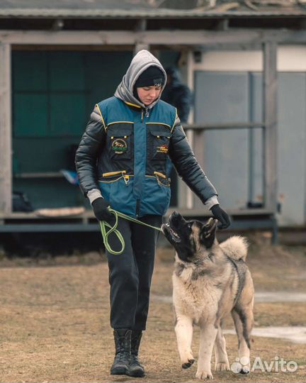 Дрессировка собак