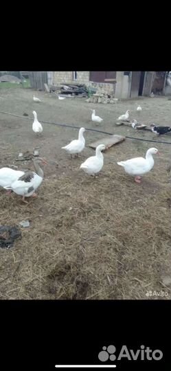 Гуси утки