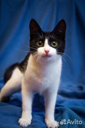 Милочка в добрые руки