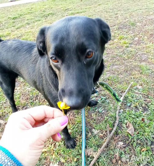 Передержка собак,кошек и д.р