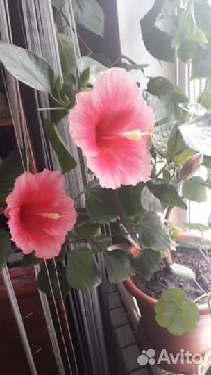 Розовый (гибискус)