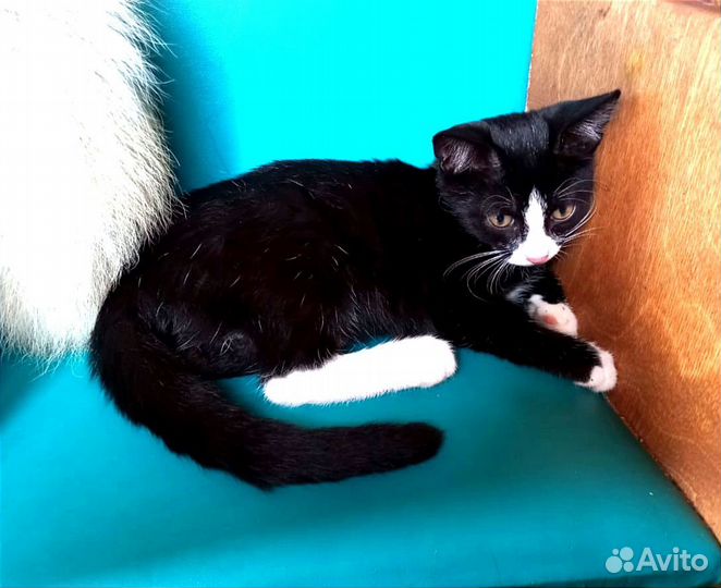 Котенок-девочка 3 месяца
