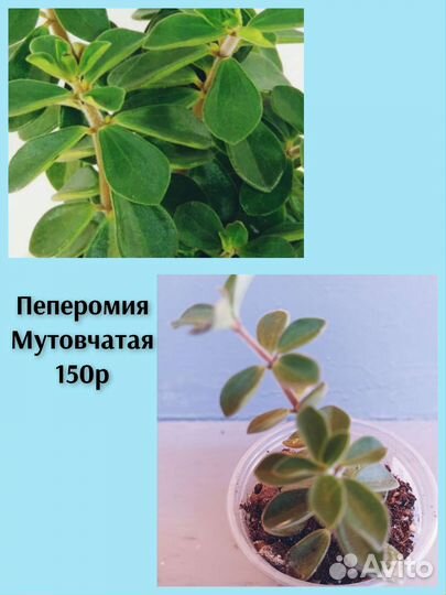 Комнатные растения разные