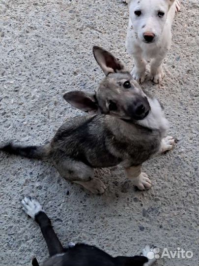 Щенок в добрые руки